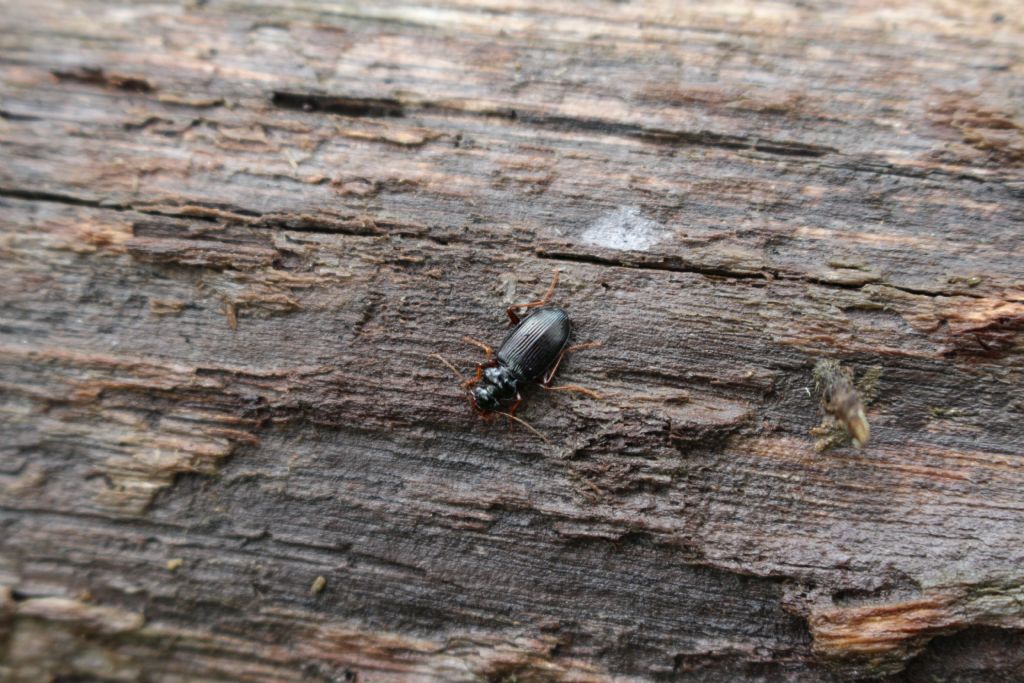 Carabidae: Leistus sardous oppure L. fulvibarbis